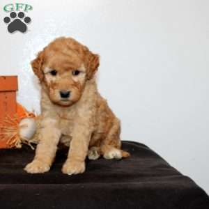 Piper, Mini Goldendoodle Puppy